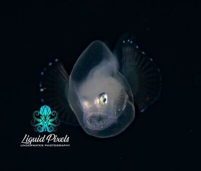 Whip Nose Angler Fish