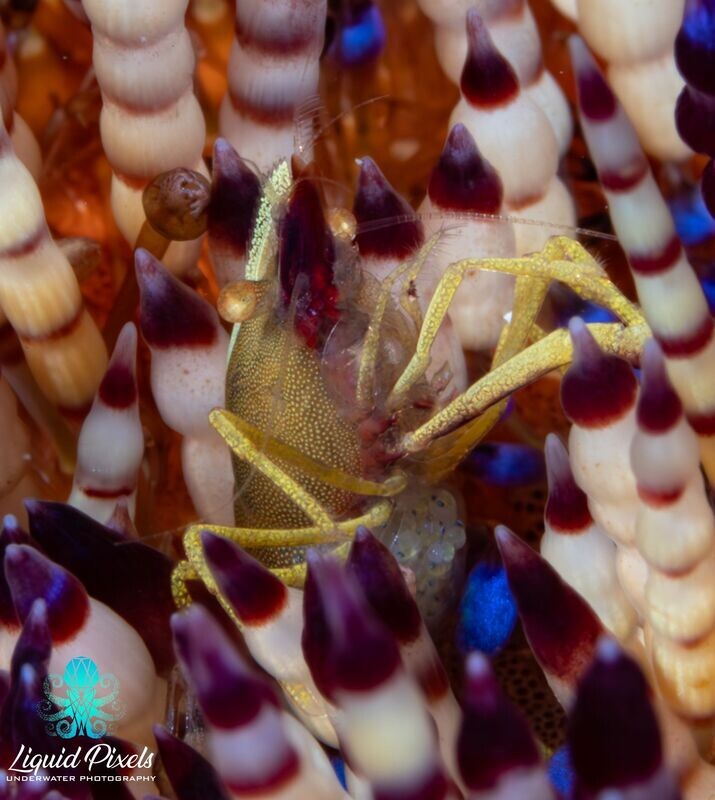 Shrimp in Urchin