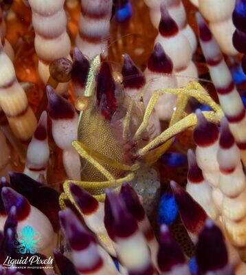 Shrimp in Urchin