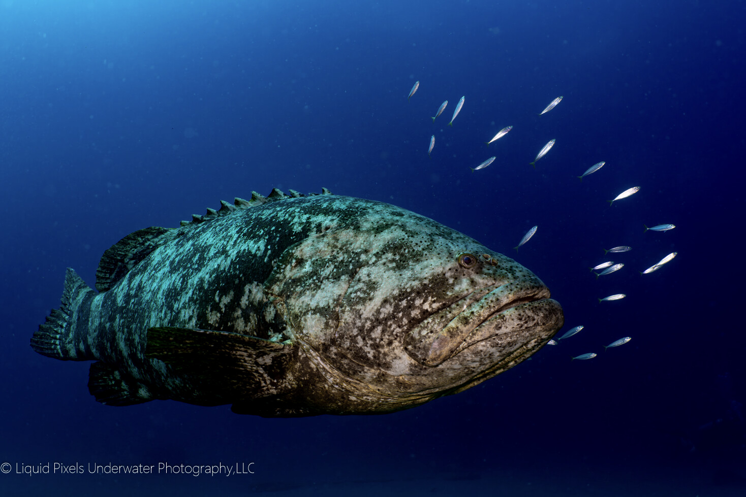 Goliath Grouper with Bait Fish Side Shot