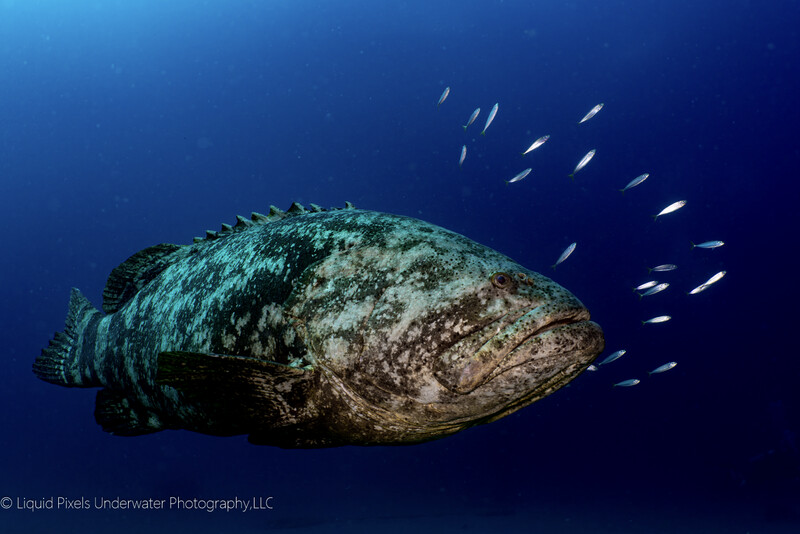 Goliath Grouper with Bait Fish Side Shot