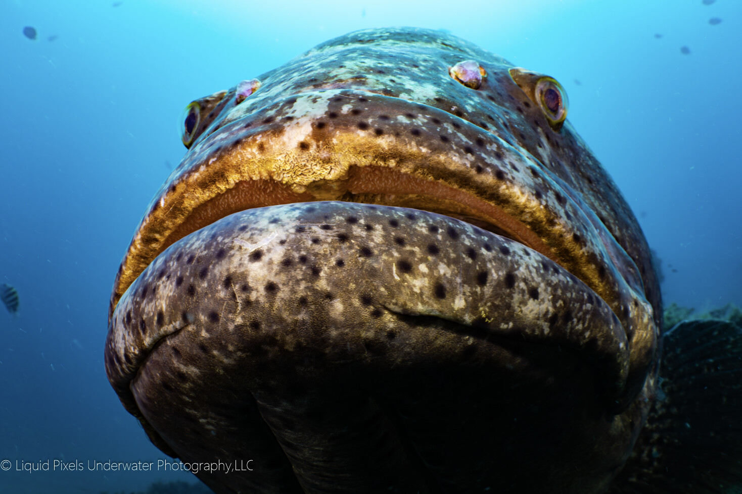 Goliath Grouper "Sweet Lips"