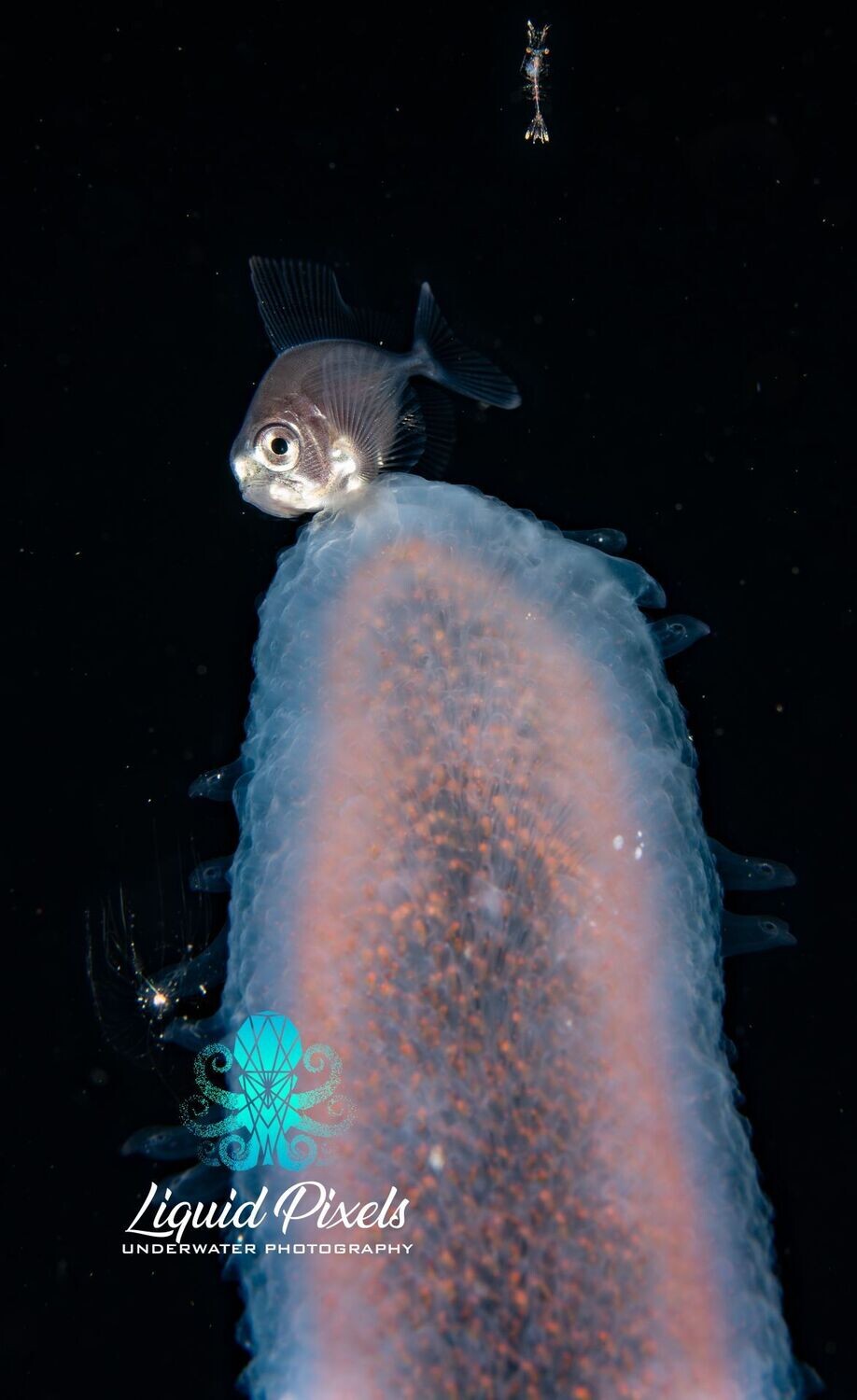 Drift Fish with Pyrosome and Shrimp