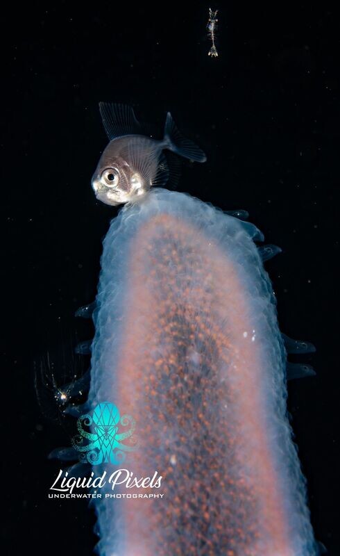 Drift Fish with Pyrosome and Shrimp