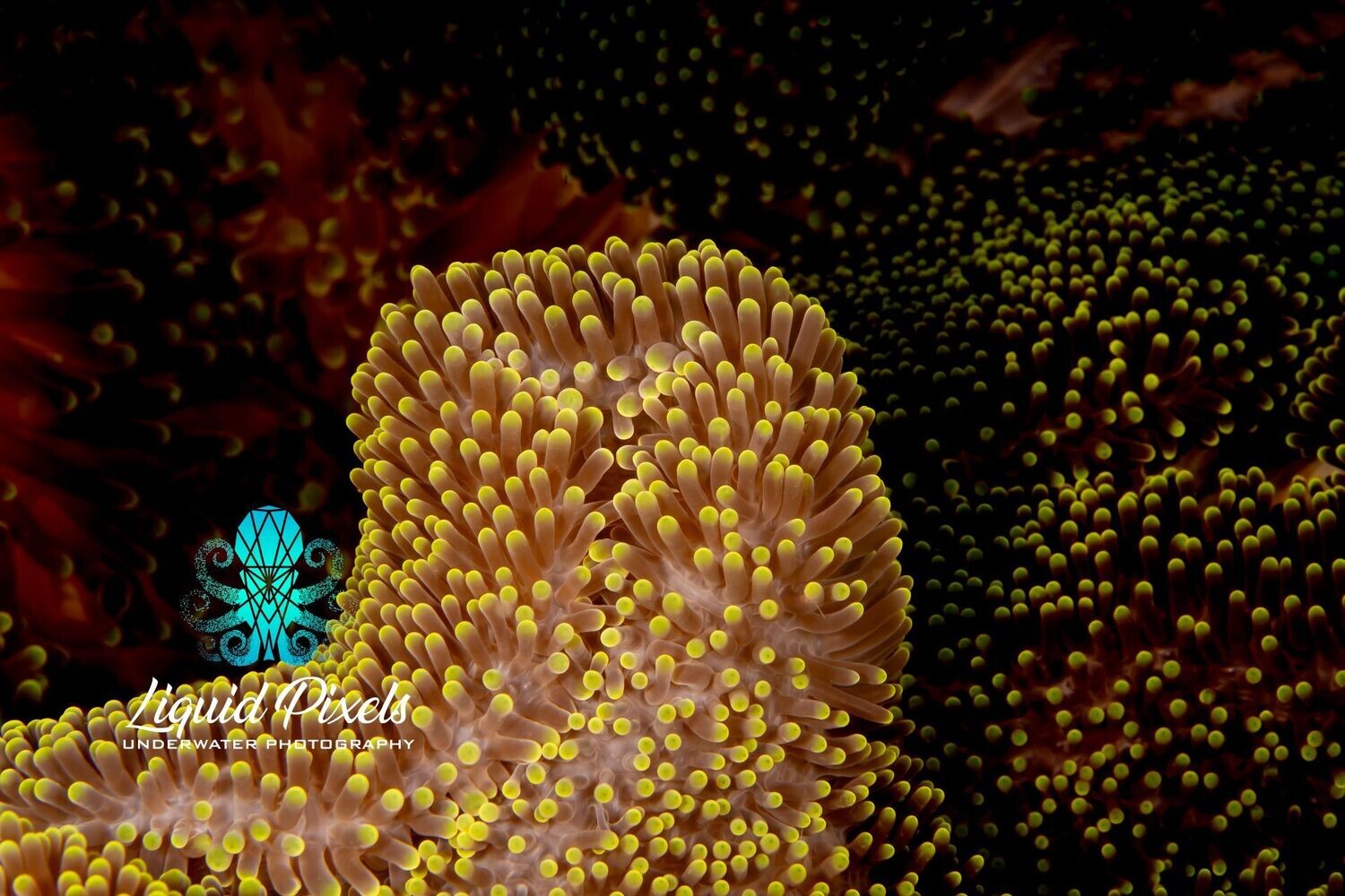 Neon Carpet Anemone