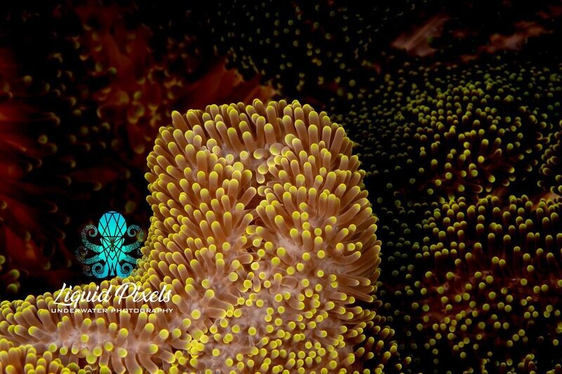 Neon Carpet Anemone