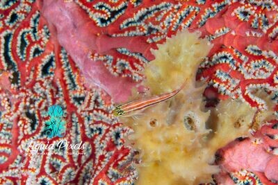 Goby on Red Fan and Yellow Sponge