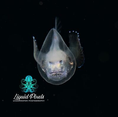 Grumpy Whip Nose Angler Fish