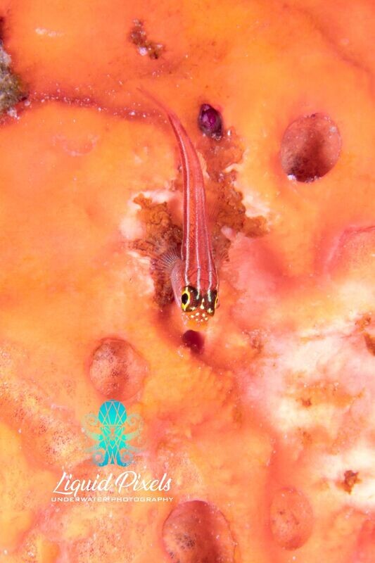 Red Goby on Orange Sponge