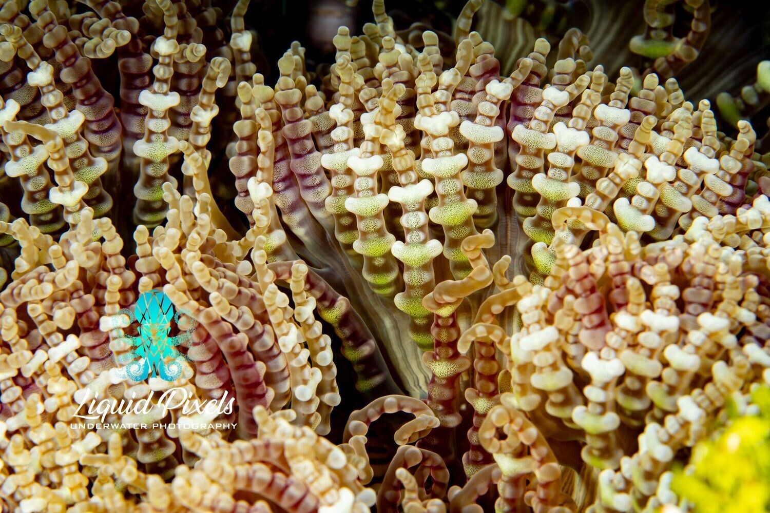 Curly Q Anemone