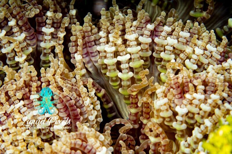 Curly Q Anemone