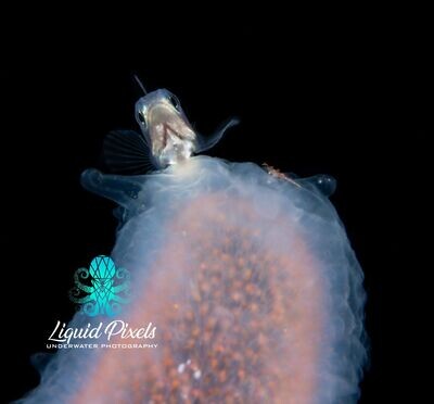 Drift Fish on top of Pyrosome
