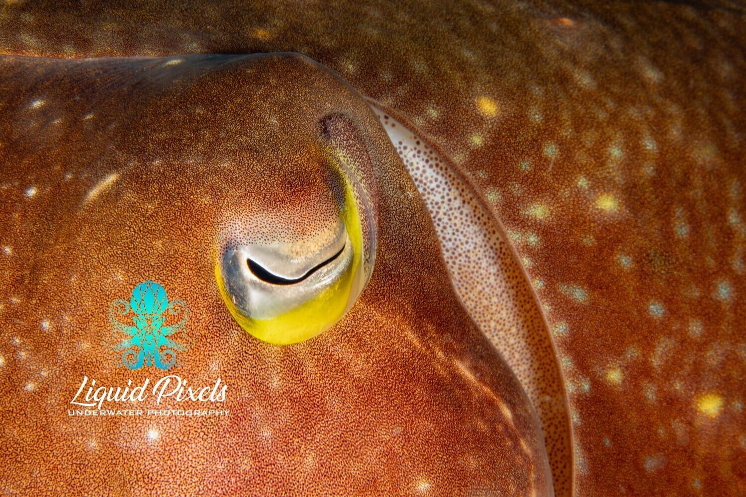 Cuttle Fish Eye Shot