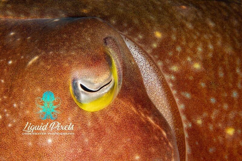 Cuttle Fish Eye Shot