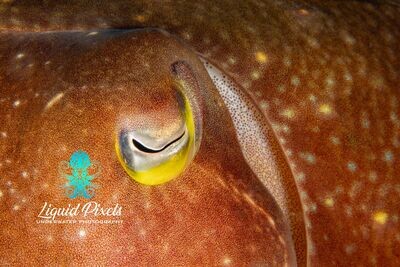 Cuttle Fish Eye Shot