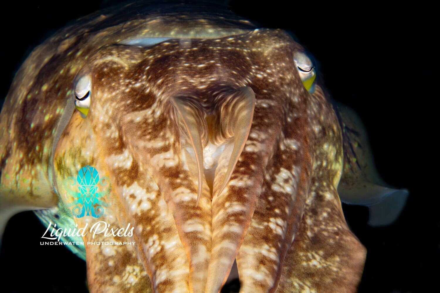 Cuttlefish Straight Shot