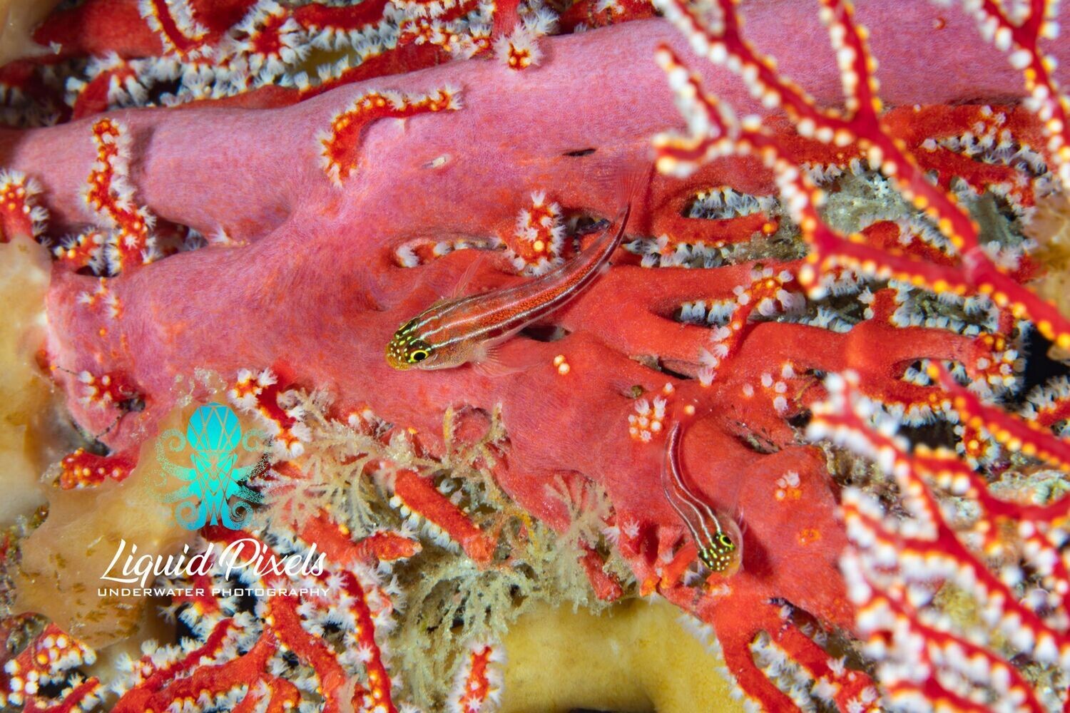 Two Gobies on Red Gorgonia