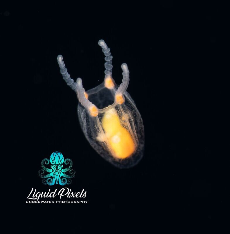Yellow Hydromedusa