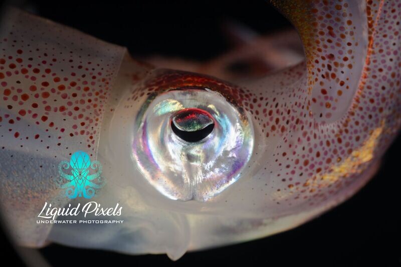 Squid Eyeball Shot