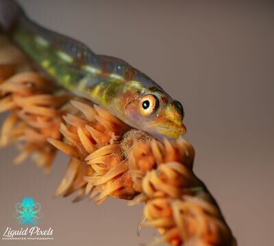 Goby on Whip Coral
