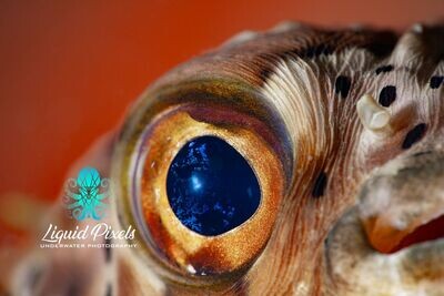 Puffer with Rust Backrground