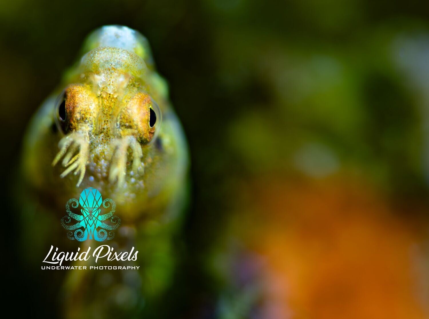 Goby with Bokeh Background