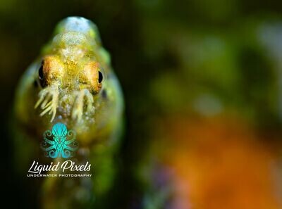 Goby with Bokeh Background