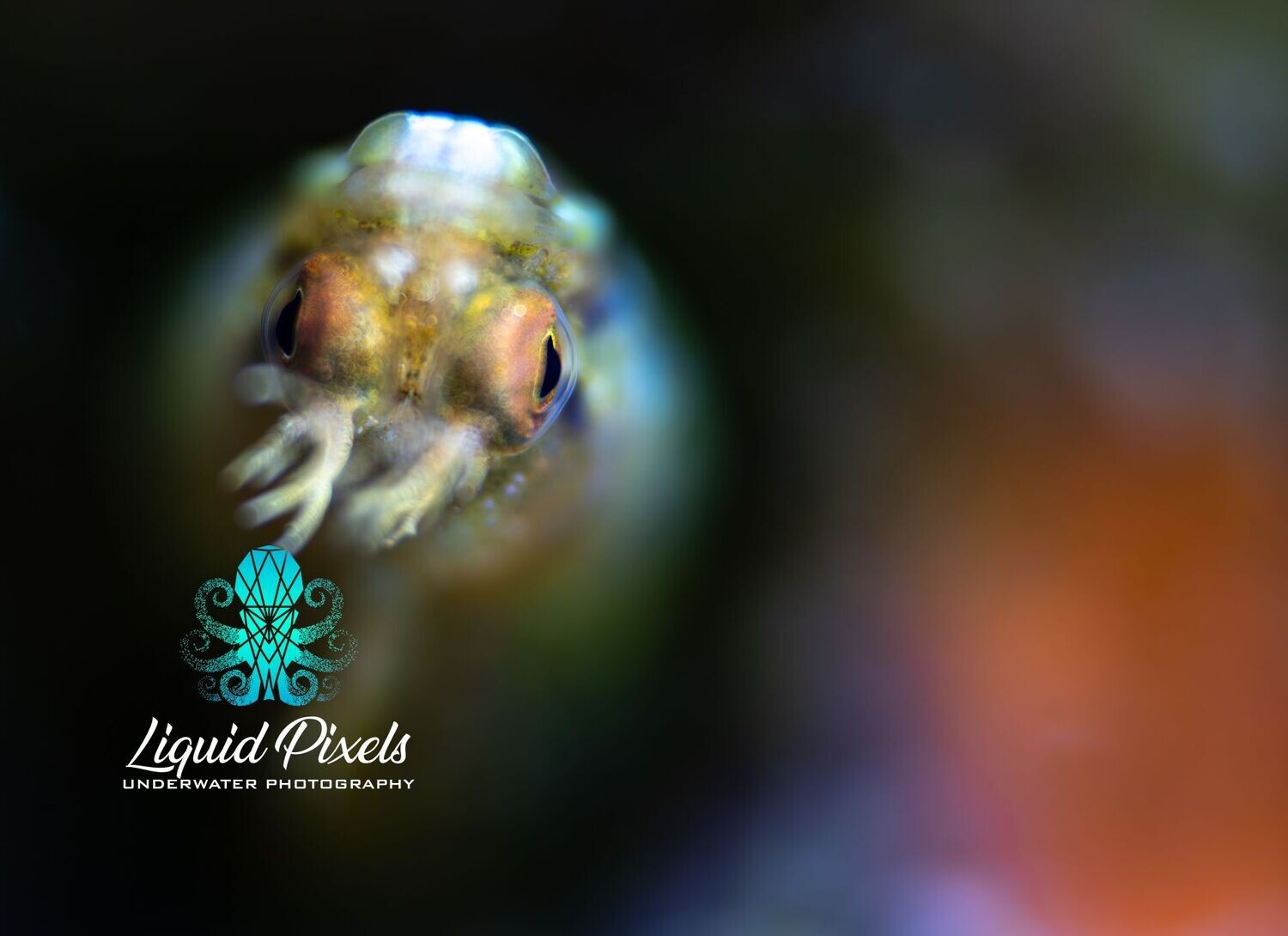 Pastel Goby with Bokeh Background