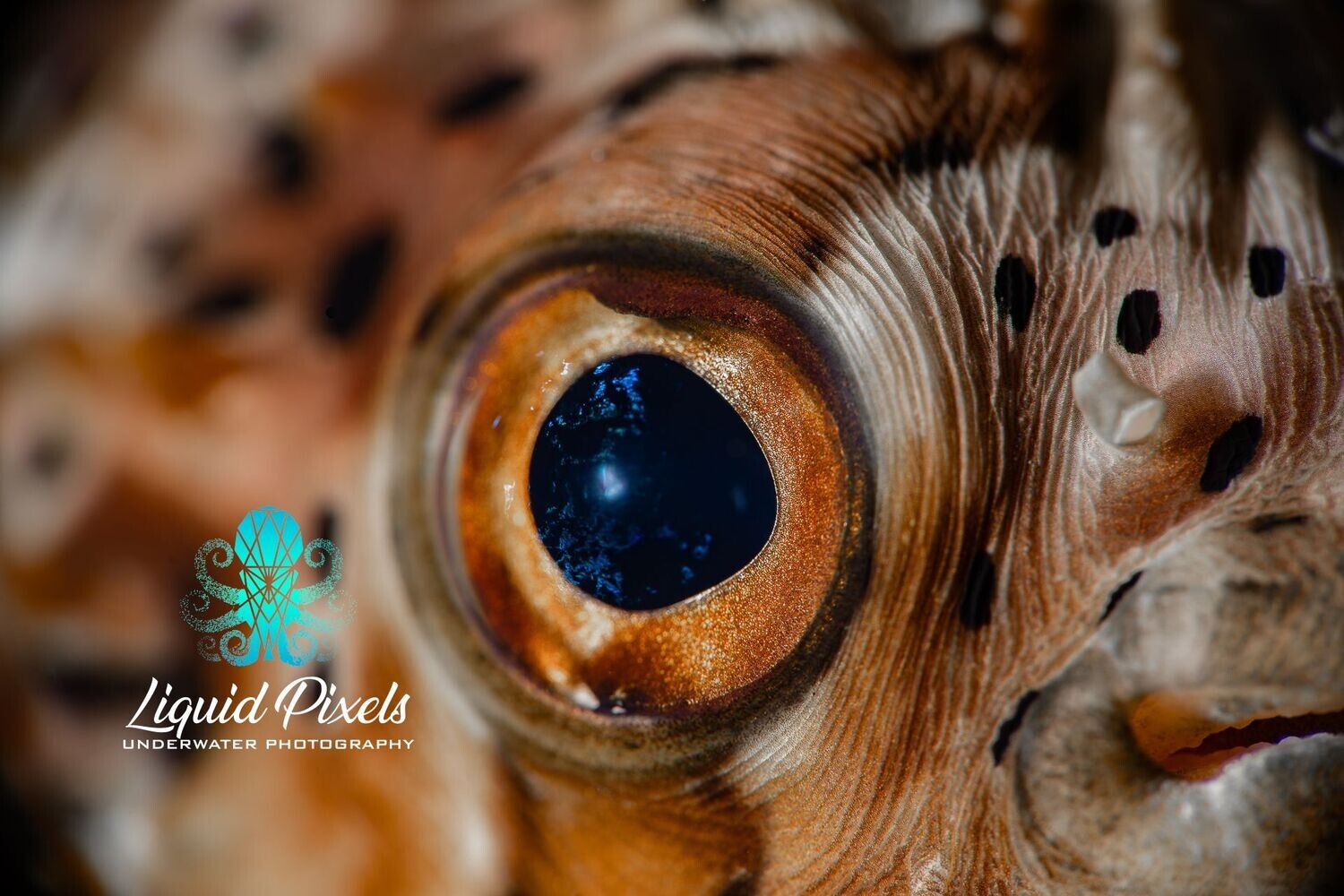 Puffer Eye Close Up
