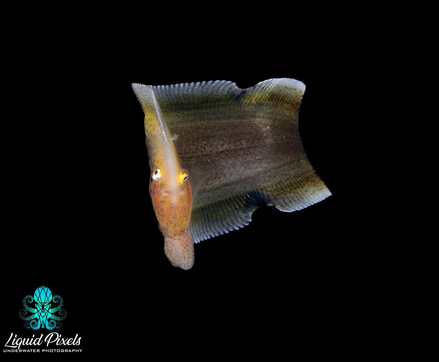 Larval Sole