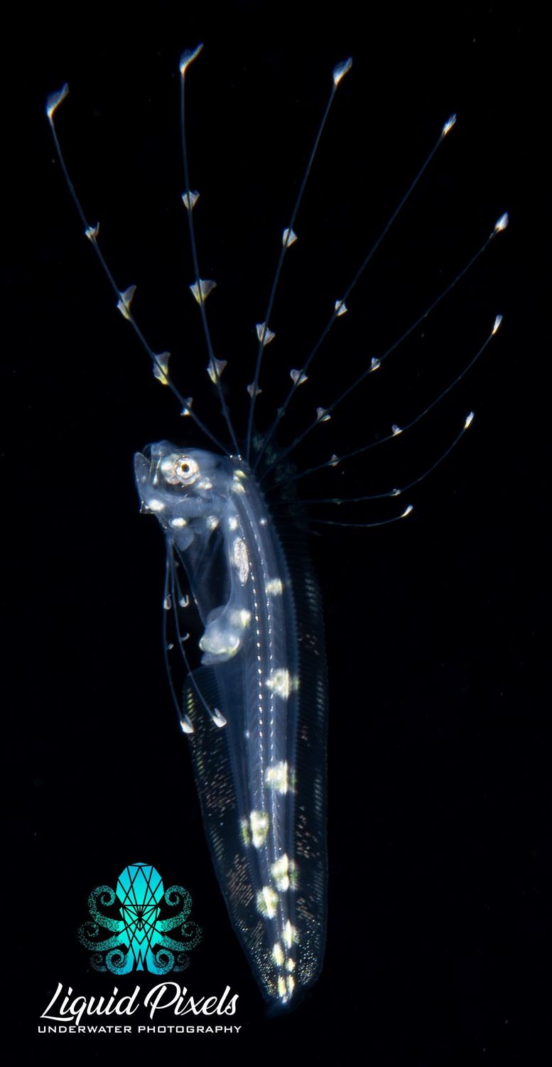 Larval Cusk Eel. Neobythitinae, Ophidiidae
