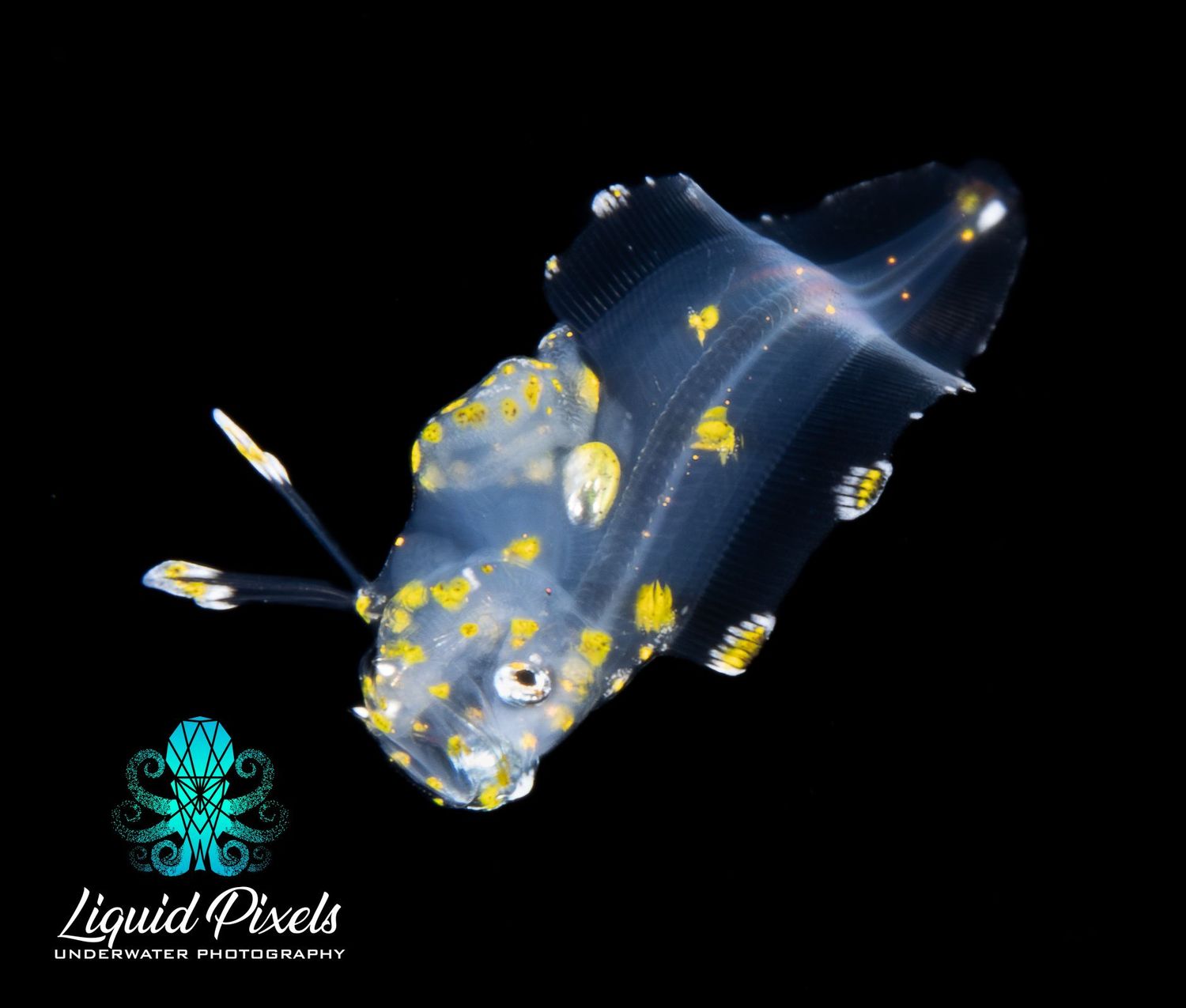 Larval Cusk Eel, Barathrites