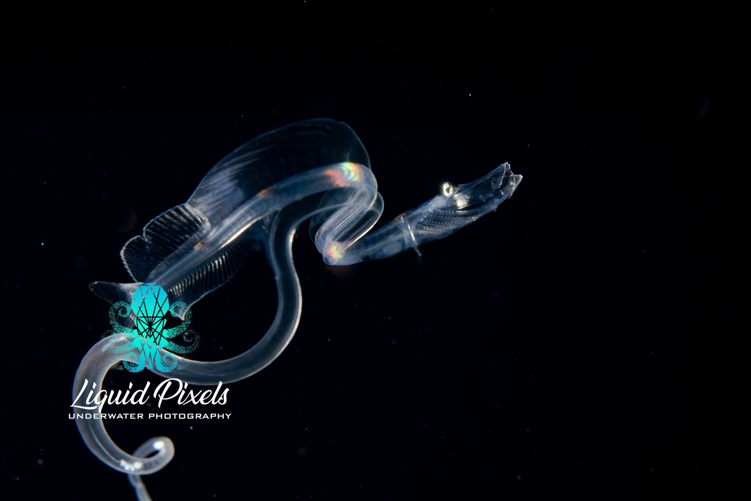 Larval Dragon Fish "Loosejaw", Stomiidae family