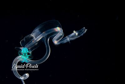 Larval Dragon Fish "Loosejaw", Stomiidae family