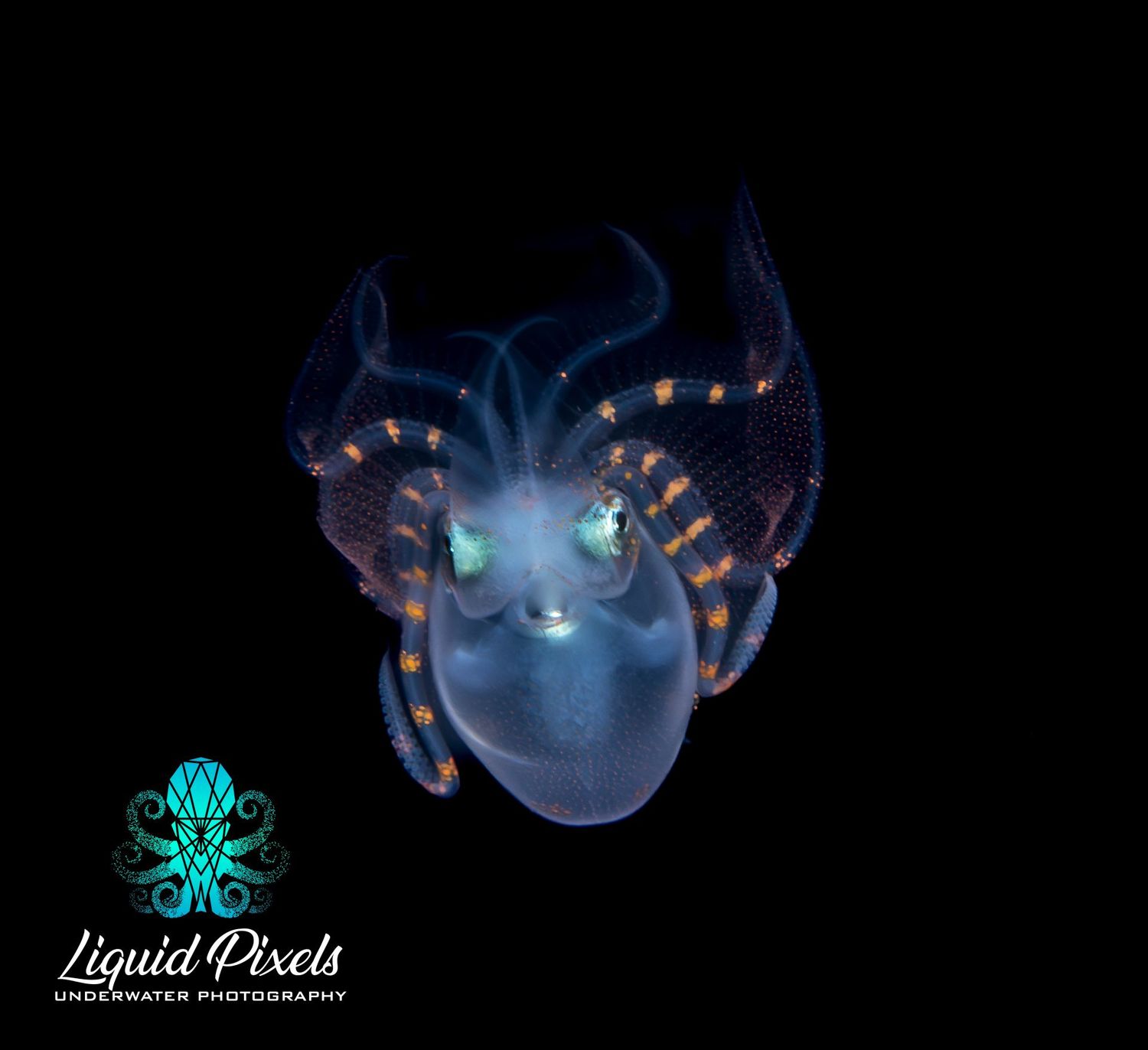 Diamond Squid
