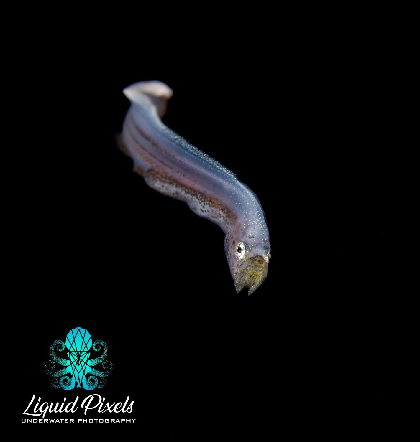 Ghost Fish, Sciadonus sp.(Apyonidae)