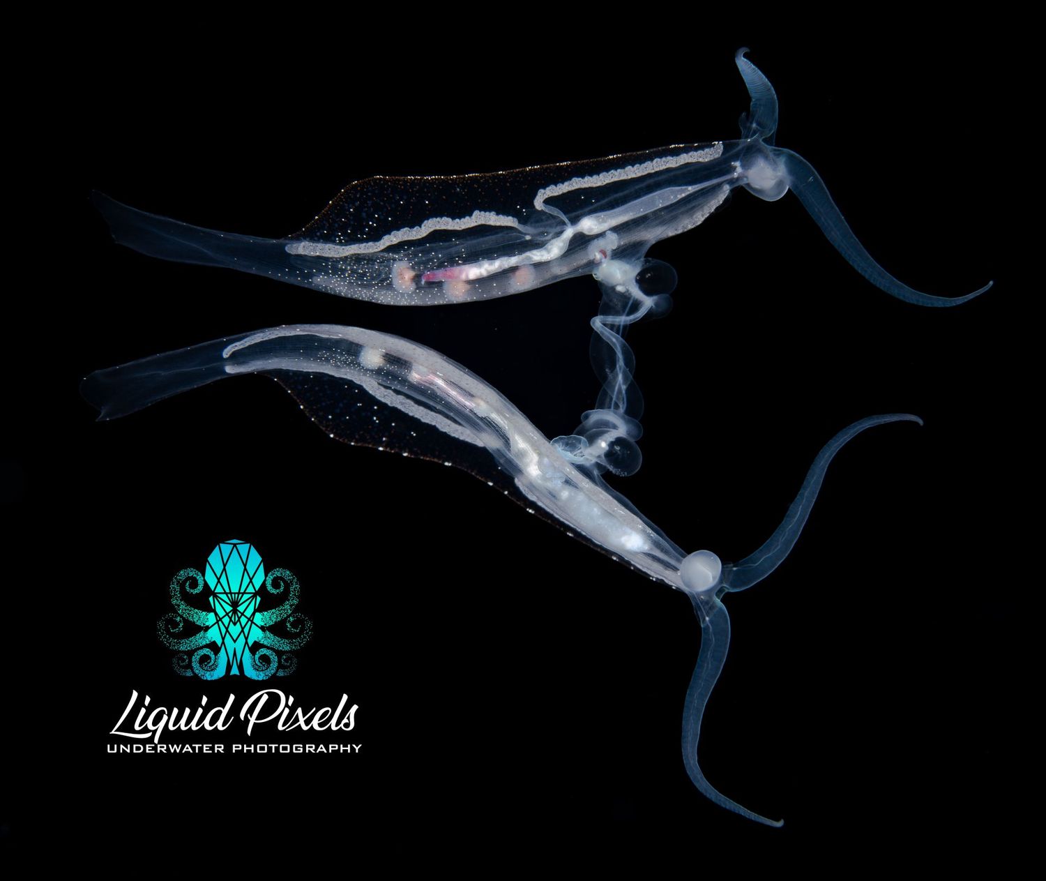 Mating Pelagic Nudibranchs