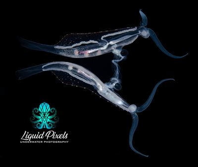 Mating Pelagic Nudibranchs