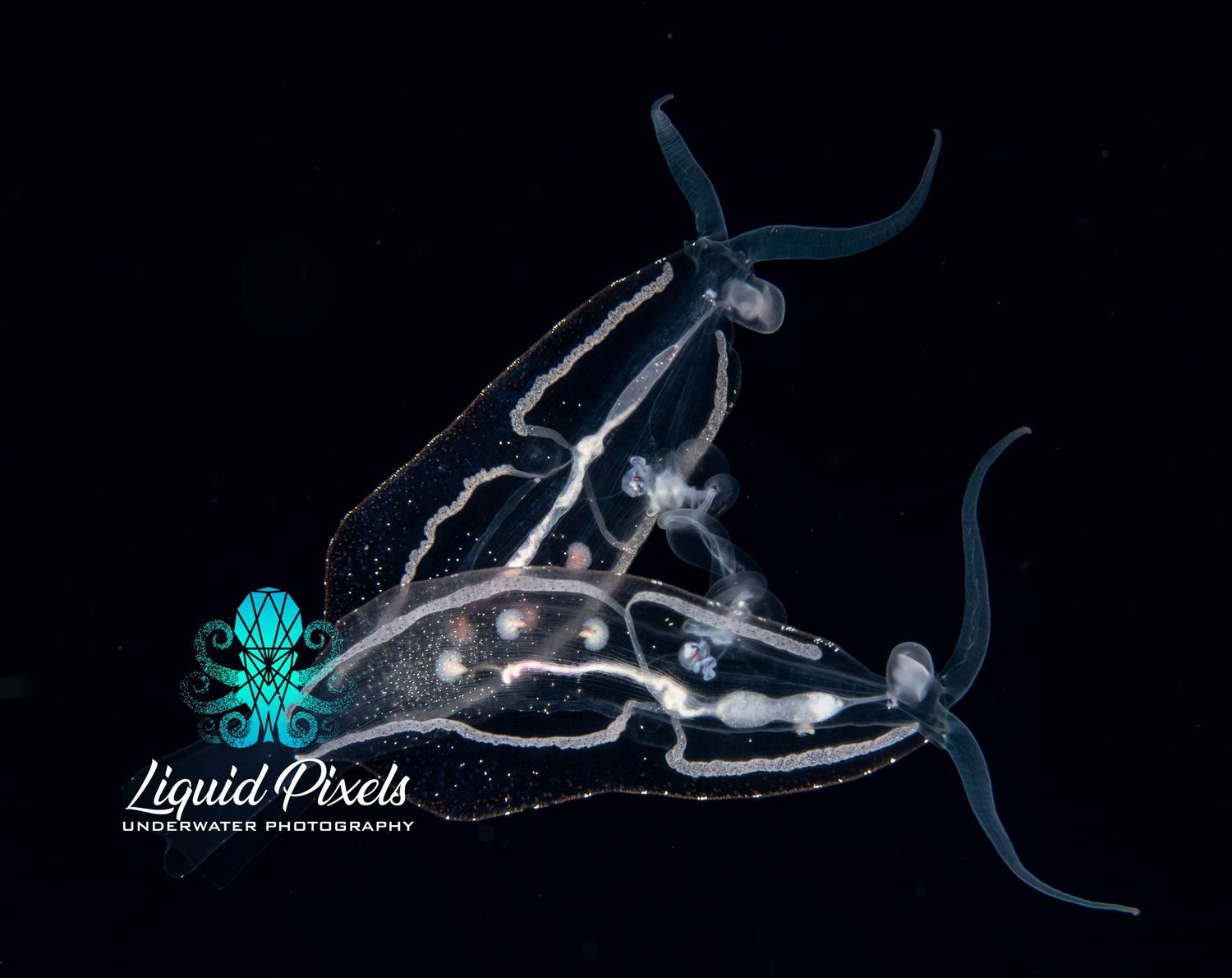 Mating Pelagic Nudibranchs "V" Shape