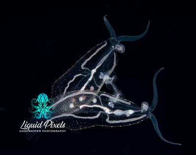 Mating Pelagic Nudibranchs "V" Shape