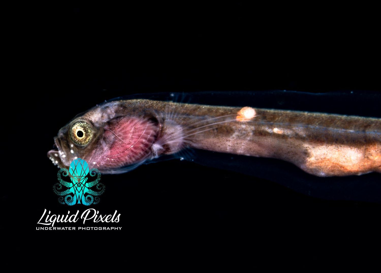 Whalefish, Gyrinomimus Bruuni. Cetomomidae Family