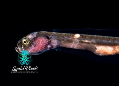 Whalefish, Gyrinomimus Bruuni. Cetomomidae Family