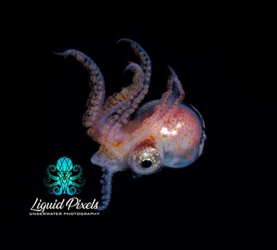 Male Blanket Octopus