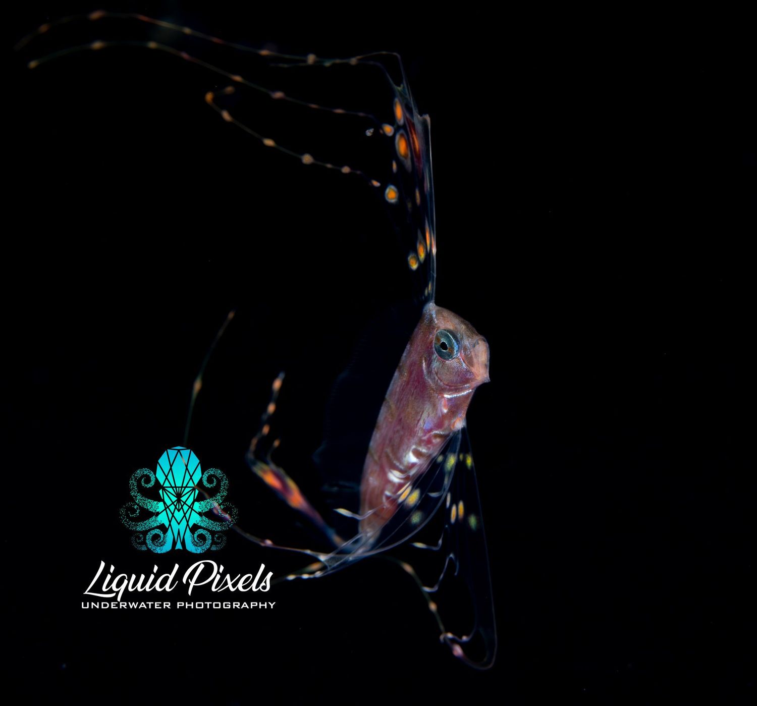 Ribbon Fish, Trachipterus Trachypterus