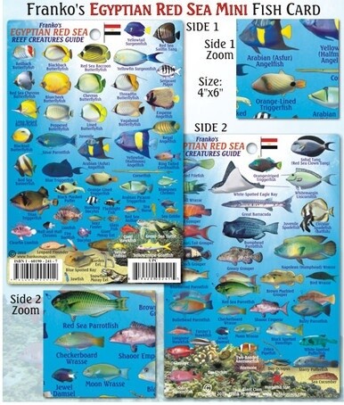 Franko Maps - Mini Egyptian Red Sea Fish ID