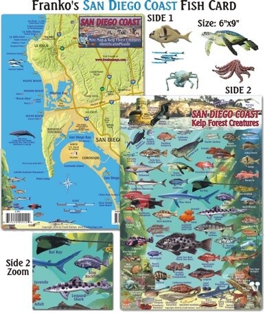 San Diego Kelp Creatures for Scuba Divers