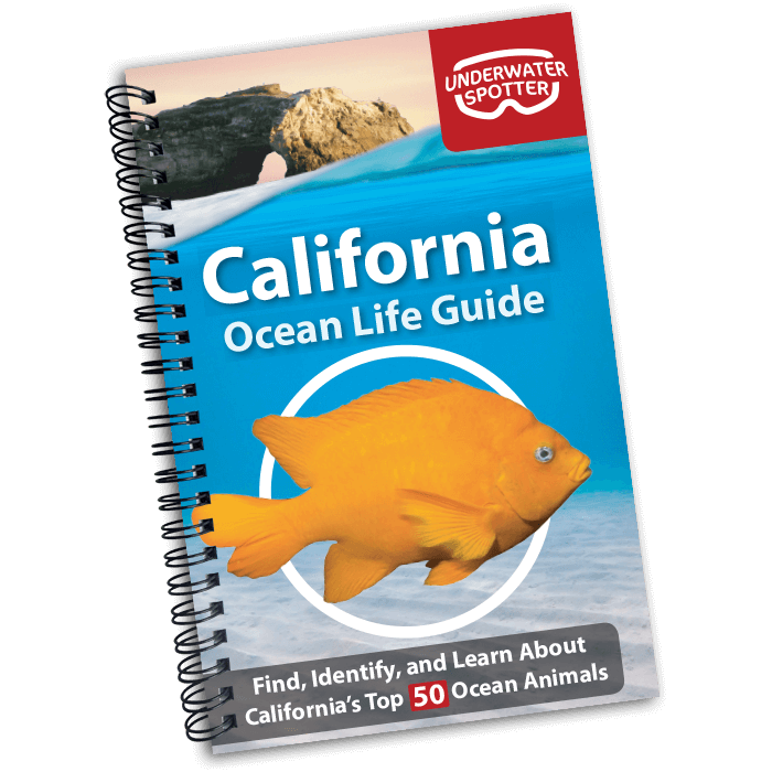 Underwater Spotter Ocean Life Guide