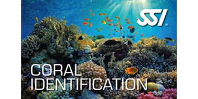 SSI Coral Identification Digital Kit