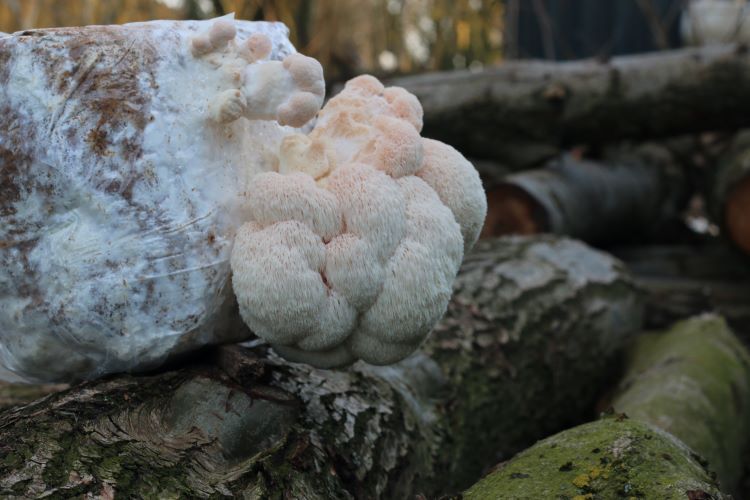 Pruikzwam (Lion&#39;s Mane) 200 gram