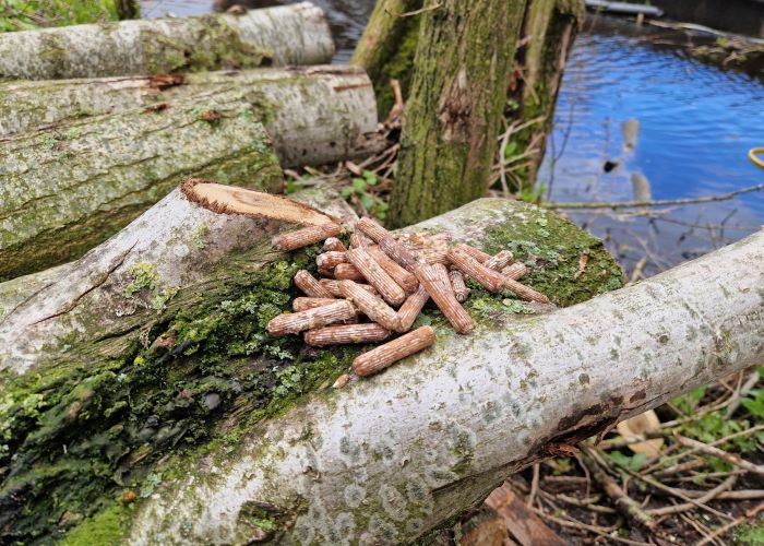 Shiitake deuvelbroed (80 stuks)
